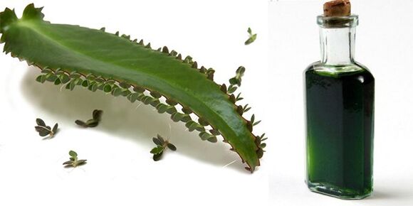 Kalanchoe-Extrakt – Zusammensetzung Exodermin